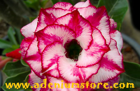 Tropical Flowering Plants & Seeds For Sale